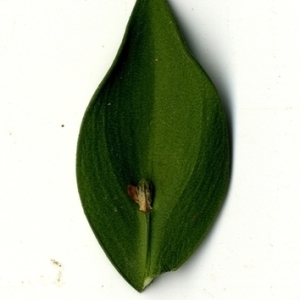 Photographie n°152099 du taxon Ruscus aculeatus L. [1753]