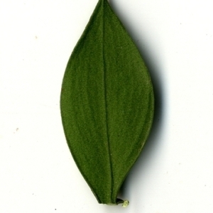 Photographie n°152100 du taxon Ruscus aculeatus L. [1753]