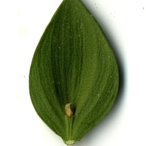 Photographie n°152104 du taxon Ruscus aculeatus L. [1753]