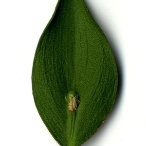 Photographie n°152107 du taxon Ruscus aculeatus L. [1753]