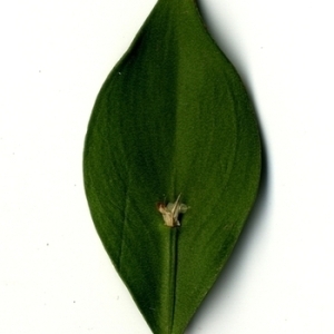 Photographie n°152108 du taxon Ruscus aculeatus L. [1753]