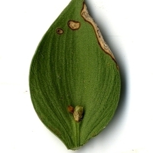 Photographie n°152109 du taxon Ruscus aculeatus L. [1753]