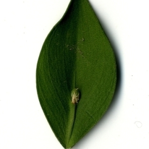 Photographie n°152111 du taxon Ruscus aculeatus L. [1753]