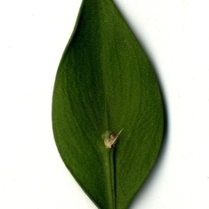 Photographie n°152112 du taxon Ruscus aculeatus L. [1753]