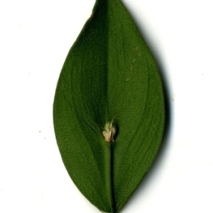 Photographie n°152113 du taxon Ruscus aculeatus L. [1753]