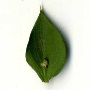 Photographie n°152118 du taxon Ruscus aculeatus L. [1753]