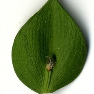 Photographie n°152123 du taxon Ruscus aculeatus L. [1753]
