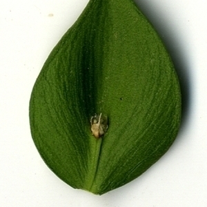 Photographie n°152134 du taxon Ruscus aculeatus L. [1753]