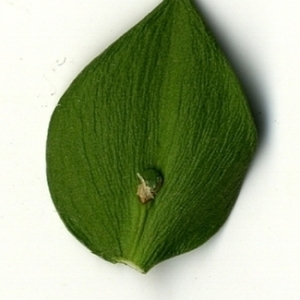 Photographie n°152135 du taxon Ruscus aculeatus L. [1753]