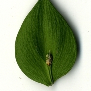 Photographie n°152136 du taxon Ruscus aculeatus L. [1753]