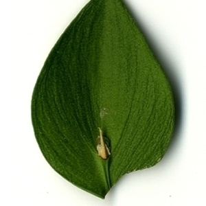 Photographie n°152141 du taxon Ruscus aculeatus L. [1753]