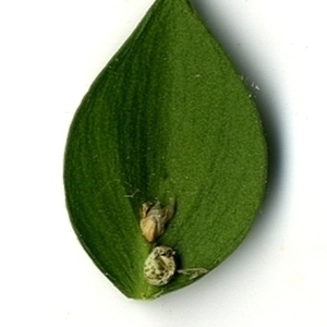 Photographie n°152142 du taxon Ruscus aculeatus L. [1753]