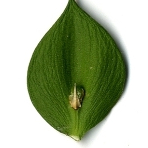 Photographie n°152149 du taxon Ruscus aculeatus L. [1753]