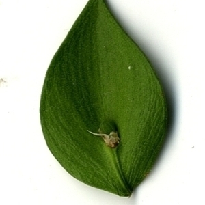Photographie n°152150 du taxon Ruscus aculeatus L. [1753]