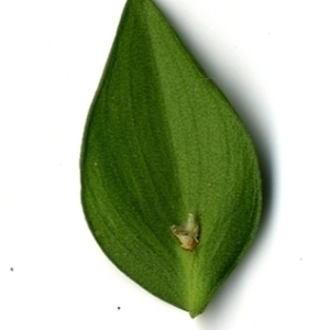 Photographie n°152153 du taxon Ruscus aculeatus L. [1753]