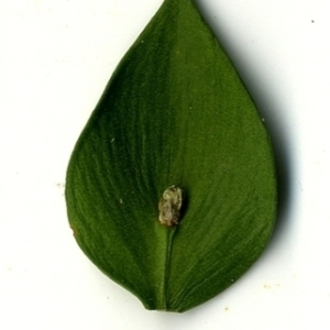 Photographie n°152154 du taxon Ruscus aculeatus L. [1753]