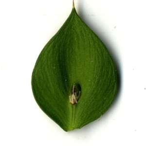 Photographie n°152159 du taxon Ruscus aculeatus L. [1753]