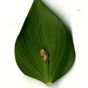 Photographie n°152160 du taxon Ruscus aculeatus L. [1753]