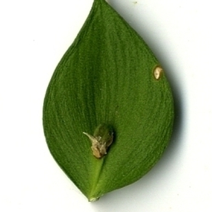 Photographie n°152170 du taxon Ruscus aculeatus L. [1753]