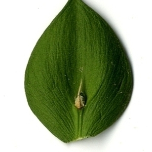 Photographie n°152172 du taxon Ruscus aculeatus L. [1753]