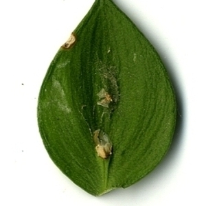 Photographie n°152180 du taxon Ruscus aculeatus L. [1753]