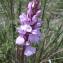  Genevieve Botti - Dactylorhiza ericetorum (E.F.Linton) Aver. [1982]