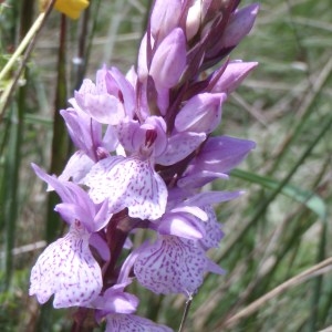  - Dactylorhiza ericetorum (E.F.Linton) Aver. [1982]