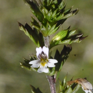 Photographie n°152653 du taxon Euphrasia rostkoviana Hayne [1825]