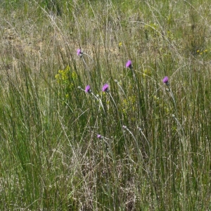 Photographie n°152662 du taxon Cirsium dissectum (L.) Hill [1768]