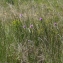  Liliane Roubaudi - Cirsium dissectum (L.) Hill [1768]