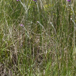 Photographie n°152744 du taxon Cirsium dissectum (L.) Hill [1768]