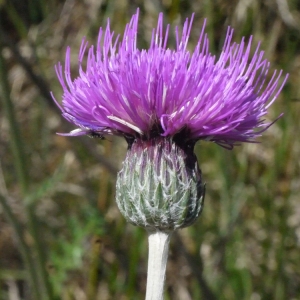 Photographie n°152745 du taxon Cirsium dissectum (L.) Hill [1768]