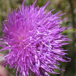 Photographie n°152746 du taxon Cirsium dissectum (L.) Hill [1768]