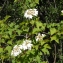  Liliane Roubaudi - Viburnum opulus L. [1753]