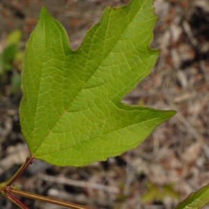  - Viburnum opulus L. [1753]