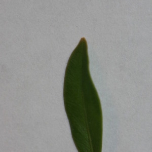 Photographie n°152822 du taxon Buxus sempervirens L. [1753]