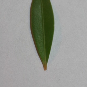 Photographie n°152825 du taxon Buxus sempervirens L. [1753]