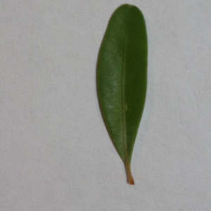 Photographie n°152826 du taxon Buxus sempervirens L. [1753]