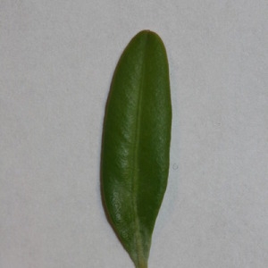 Photographie n°152827 du taxon Buxus sempervirens L. [1753]