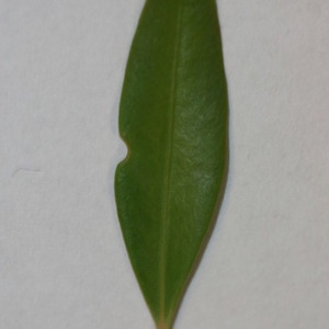Photographie n°152836 du taxon Buxus sempervirens L. [1753]
