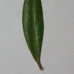 Photographie n°152851 du taxon Buxus sempervirens L. [1753]