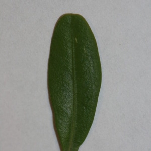 Photographie n°152864 du taxon Buxus sempervirens L. [1753]
