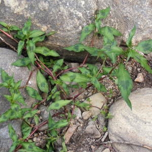 Photographie n°152869 du taxon Persicaria lapathifolia (L.) Delarbre [1800]