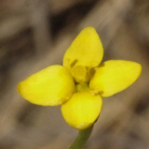 Exacum filiforme (L.) Willd. (Cicendie filiforme)