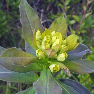  - Euphorbia villosa var. villosa