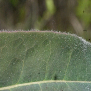  - Euphorbia villosa var. villosa