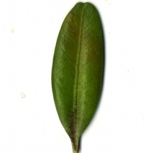 Photographie n°153023 du taxon Buxus sempervirens L. [1753]