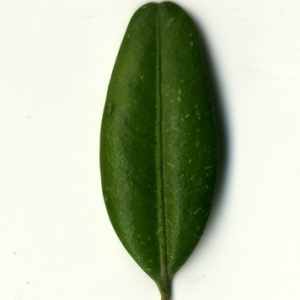 Photographie n°153026 du taxon Buxus sempervirens L. [1753]