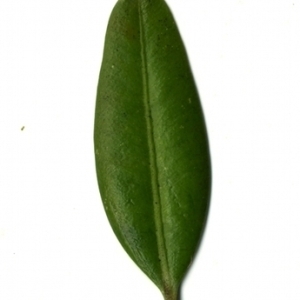 Photographie n°153030 du taxon Buxus sempervirens L. [1753]