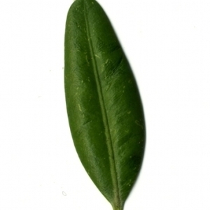 Photographie n°153037 du taxon Buxus sempervirens L. [1753]